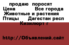 продаю  поросят  › Цена ­ 1 000 - Все города Животные и растения » Птицы   . Дагестан респ.,Кизилюрт г.